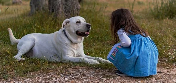 Can You Read Dog Body Language? Take This Quiz & Find Out