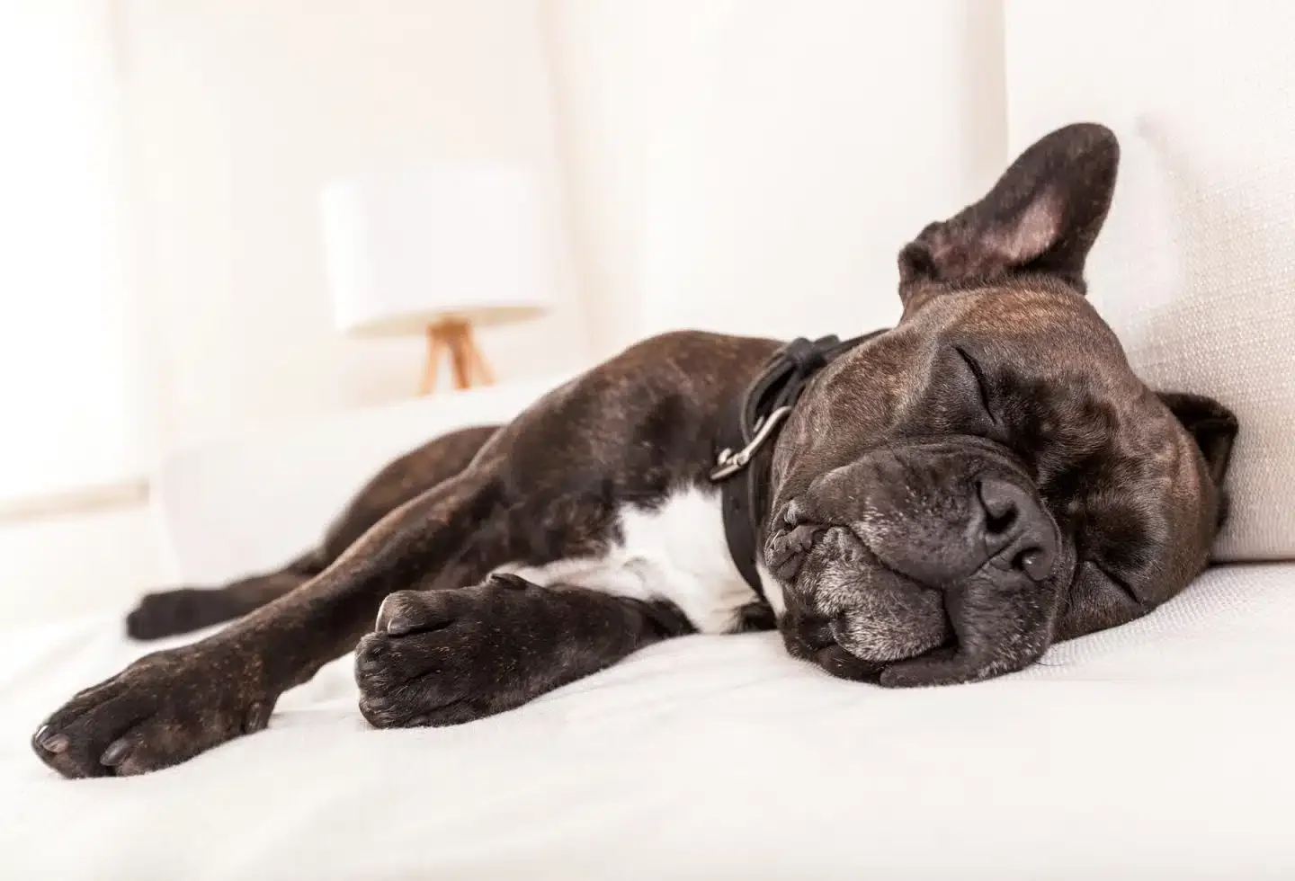 Do Dogs Dream? Here’s What the Science Says