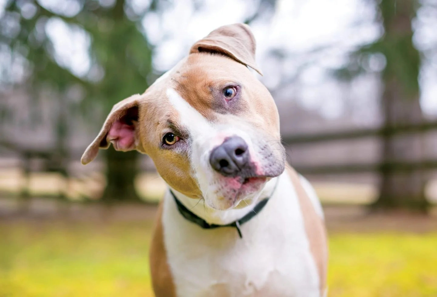 Do Dogs Understand English? A New Study Says Yes