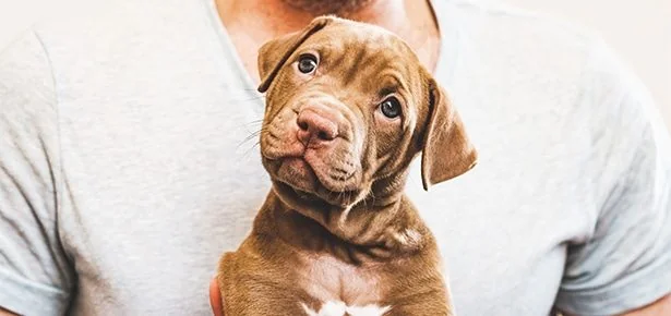 Jack Russell