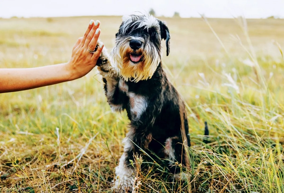 Expert Tips to Help Your Fearful, Anxious or Reacti…