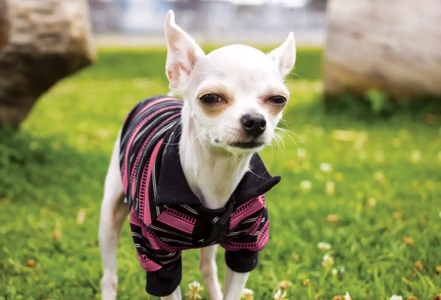 Female Dogs Judge Their Humans More Than Males, New…