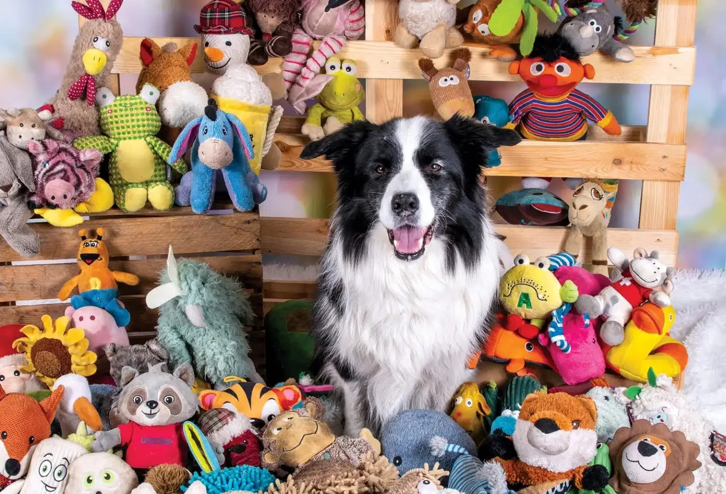 Gifted Dogs Pick Up New Words Just by Eavesdropping on Us