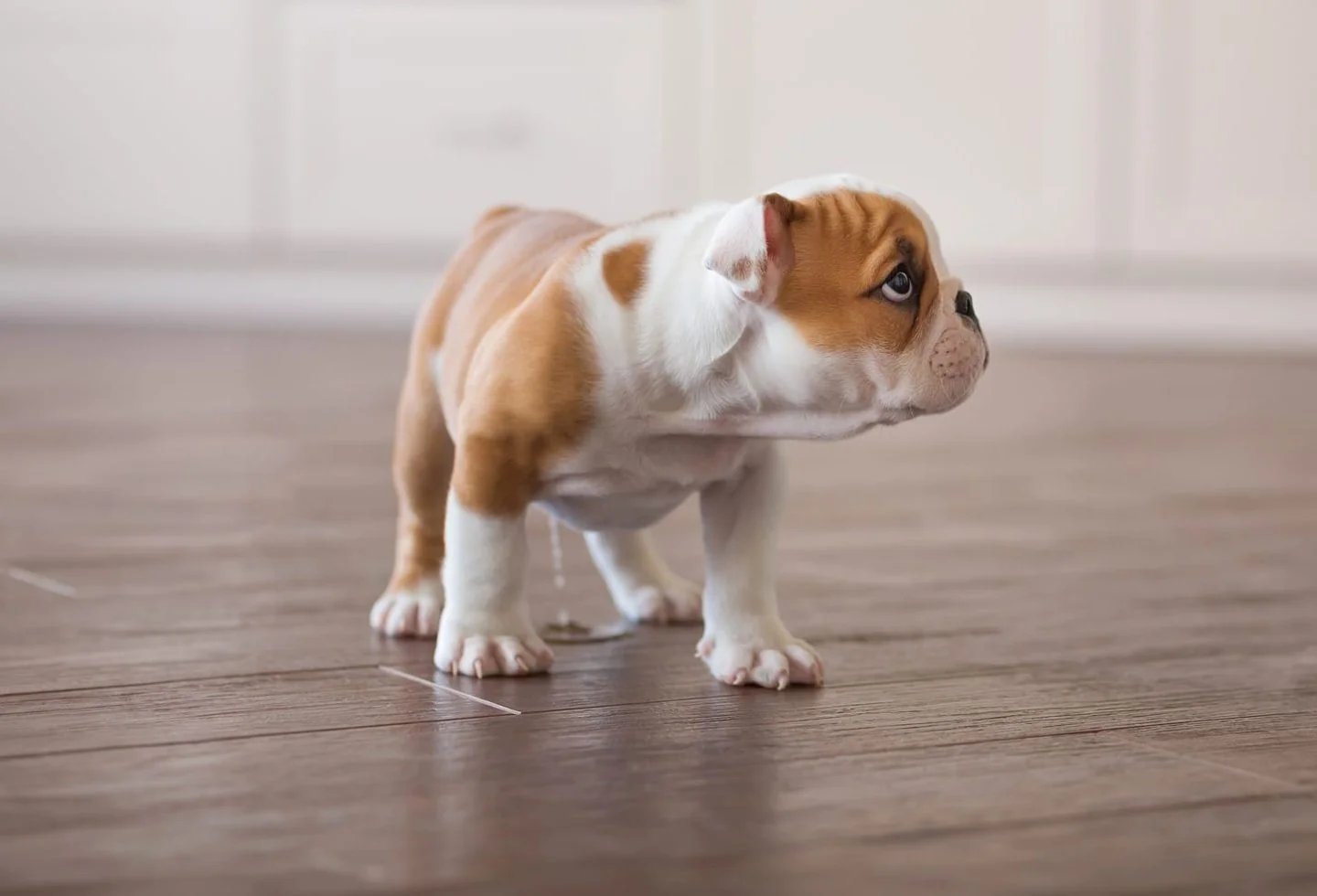 Housetraining: What to Do If Your Puppy Has an “Accident”
