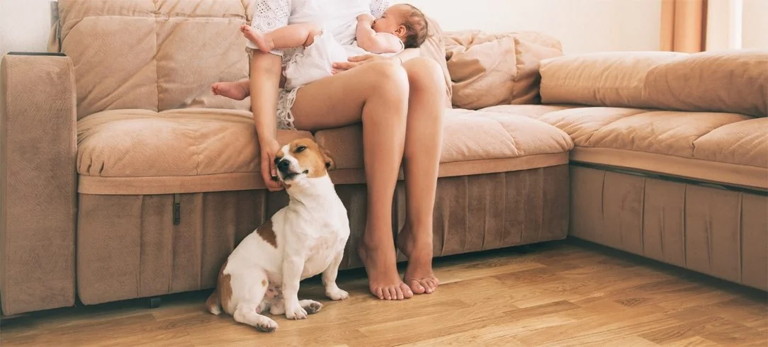 Corgi
