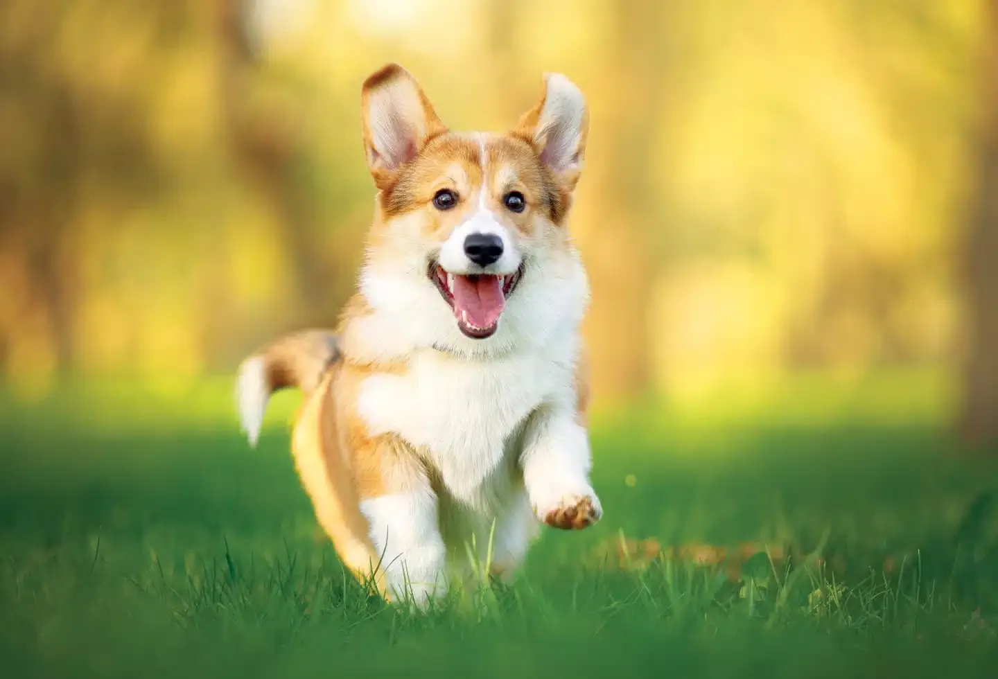 Is My Dog Happy? 16 Signs of a Truly Content Pup