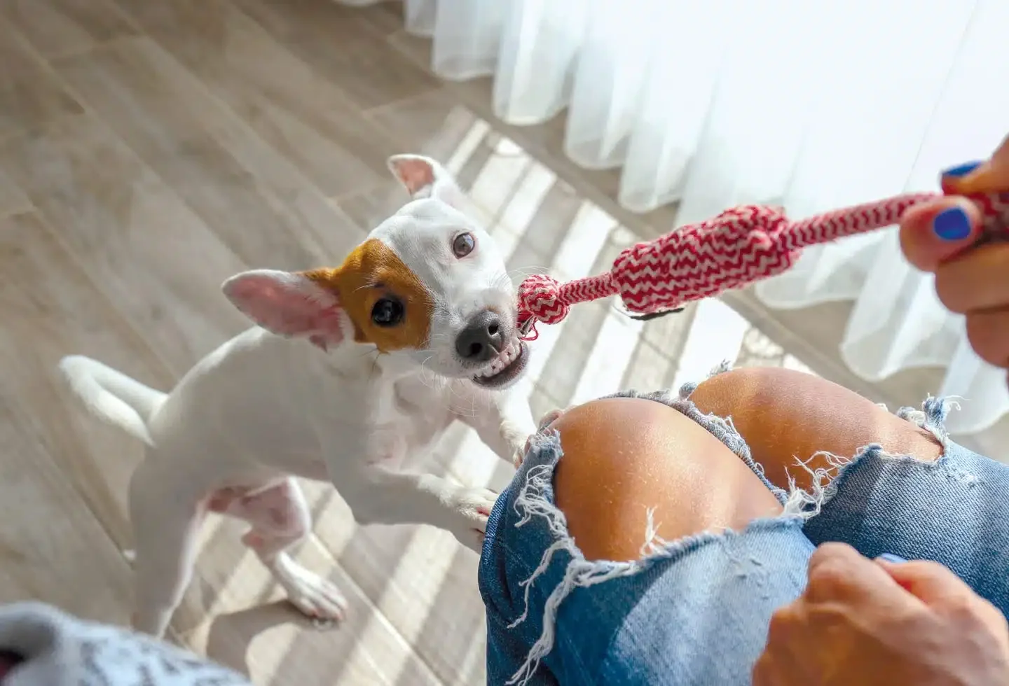 Is Tug-of-War Bad for Your Dog? A Trainer Sets the Record Straight