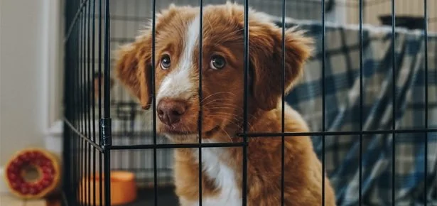 Puppy Crying in Crate? How to Stop Crate Crying & Calm Your Pup