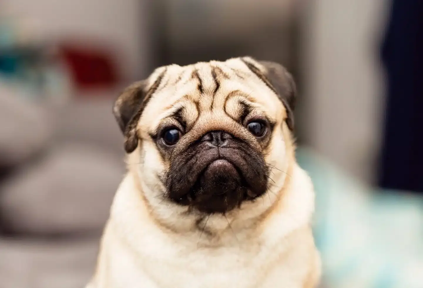 The Smell of Your Stress Is Affecting Your Dog’s Be…