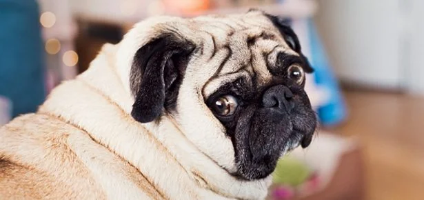 Top 15 Dog Behaviour Myths — Debunked