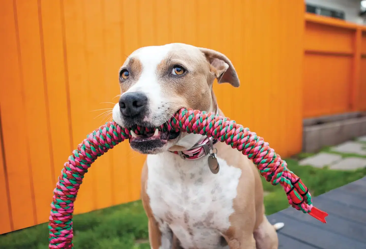 Best Toys for Bored Dogs: Keep Your Pup Busy & Happy