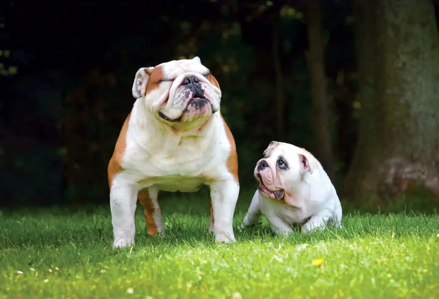 What Dogs See, Smell & Hear (and What That Means fo…