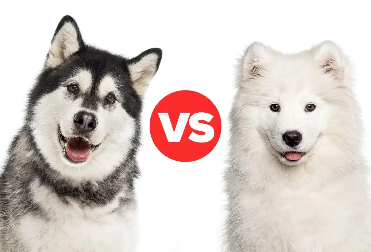 Why Do Dogs Lick People? The 5 Reasons Behind Those…