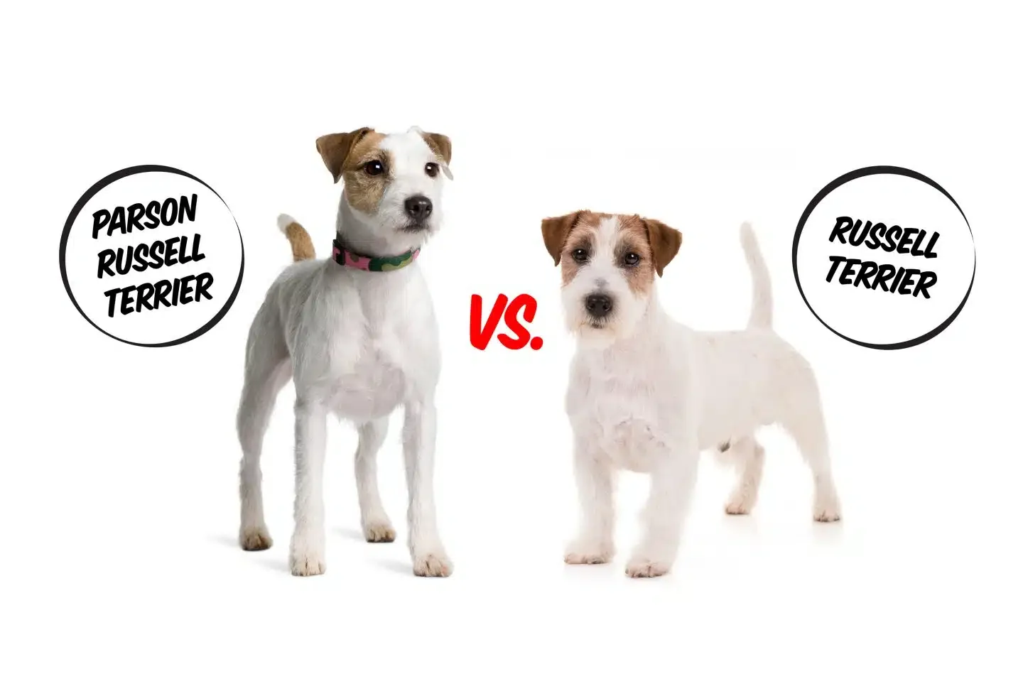 Parson vs Jack vs Russell Terrier: What’s Actually…
