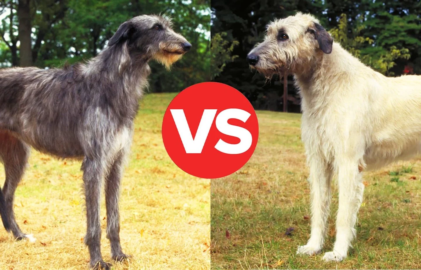 Why Do Dogs Lick Their Paws? When It’s Normal—and W…