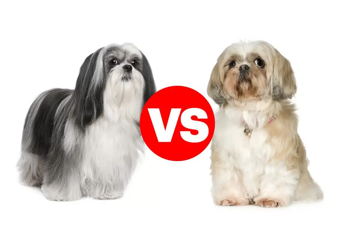Shih Tzu vs Lhasa Apso: How to Tell These Look-Alik…