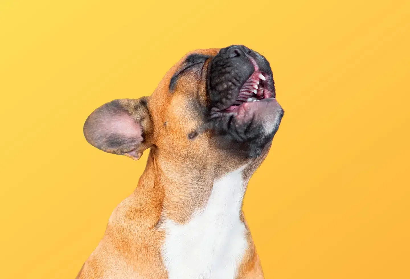 Your Dog Is Talking—Here’s What Different Barks Really Mean